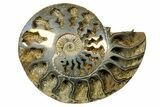 One Side Polished, Pyritized Fossil, Ammonite - Russia #174979-1